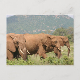 Carte Postale Elefanten in der Savanne, Samburu, Kenia, Afrika