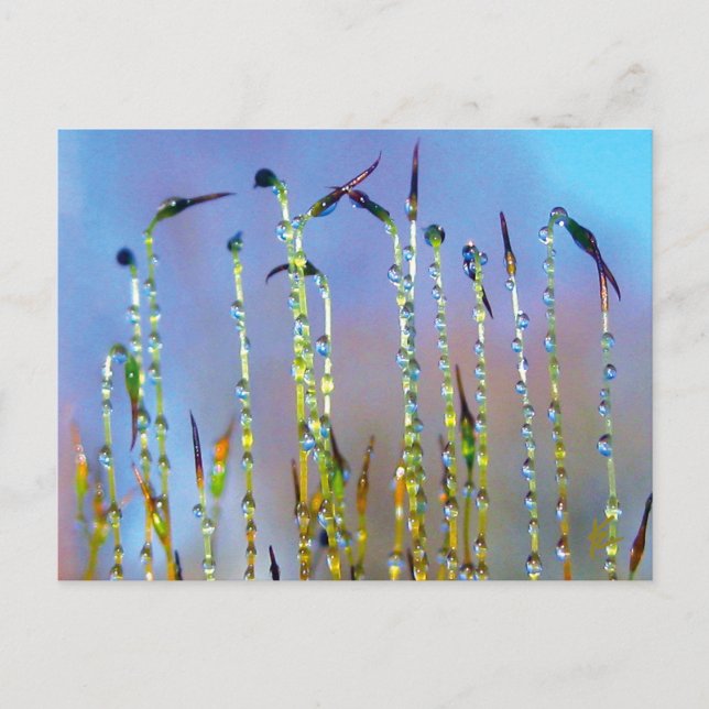Carte Postale Élégant, apaisant, Dew Drop Botanical (Devant)