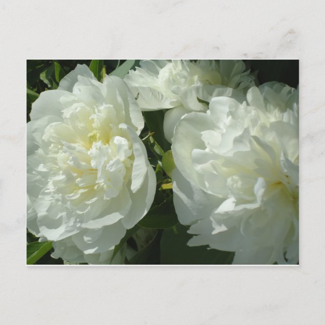 Carte Postale Elégant blanc peony floral blanc photo (Devant)