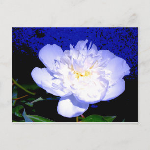 Carte Postale Elégant blanc violet Peony
