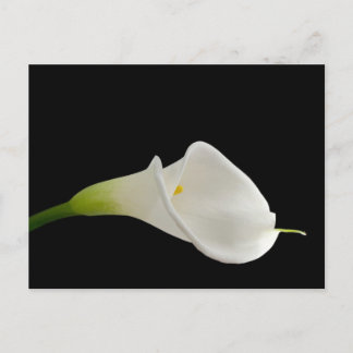 Carte Postale Elégant calla blanche lily