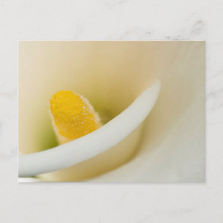 Carte Postale Elégant calla blanche lily