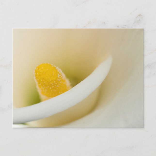 Carte Postale Elégant calla blanche lily (Devant)