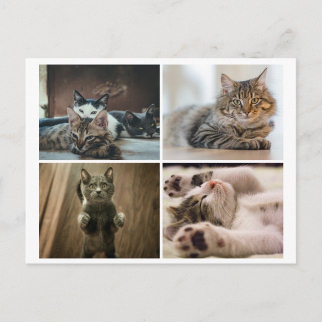 CARTE POSTALE ELEGANT CATS POSTCARD (Devant)