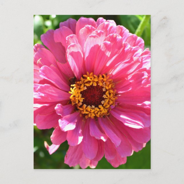 Carte Postale Élégant classique floral rose fleur marguerite (Devant)