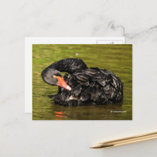 Carte Postale Élégant cygne noir étonnant dans l'étang