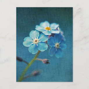 Carte Postale Elégant Fleurs Bleues Oubliez-moi pas