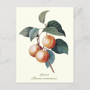 Carte Postale Élégant fruit d'abricot Vintage botanique