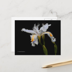 Carte Postale Élégant Iris Shaga Pluriaire