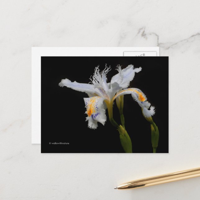 Carte Postale Élégant Iris Shaga Pluriaire (Devant/Arrière en situation)