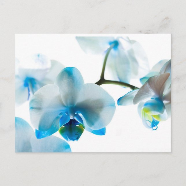 Carte Postale Elégant Orchidées Bleues Personnalisées (Devant)