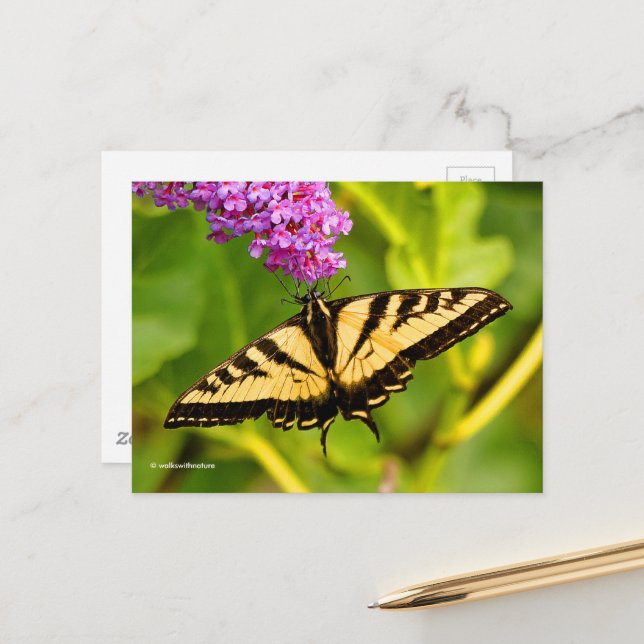 Carte Postale Élégant papillon Swallowtail sur papillon Bush (Devant/Arrière en situation)