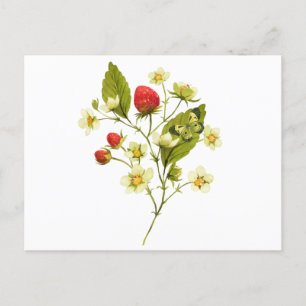 Carte Postale Elégant Plante de fraise à l'aquarelle avec fleurs