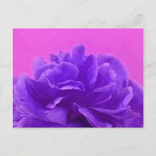Carte Postale Elegant Purple Raspberry Floral