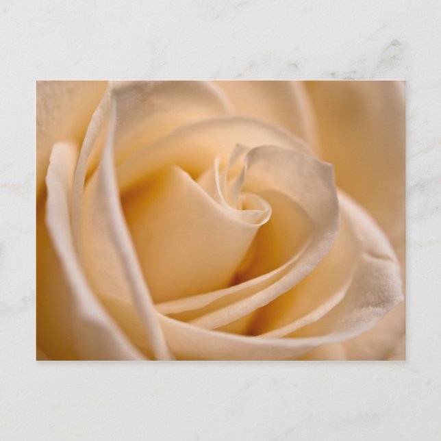 Carte Postale Élégant Rose ivoire (Devant)