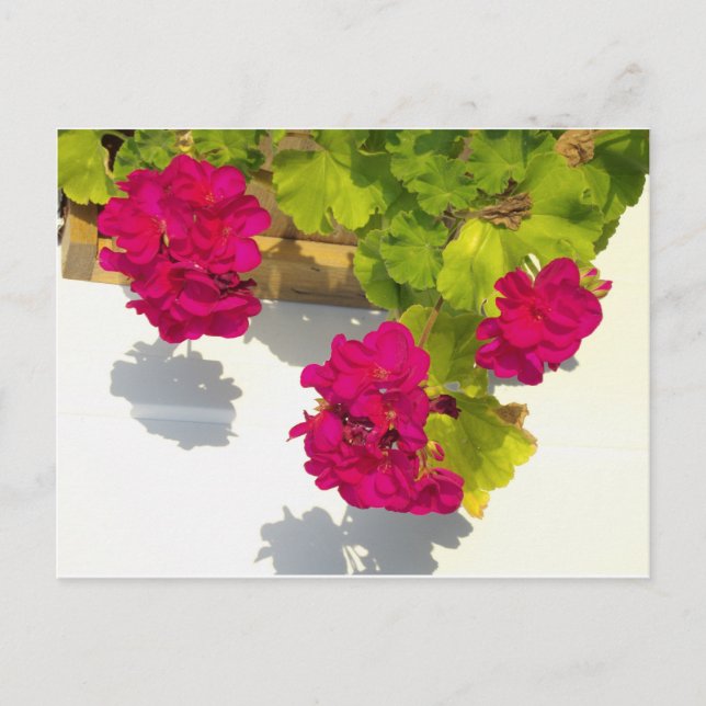 Carte Postale Élégant rose magenta rouge fleurs florales (Devant)