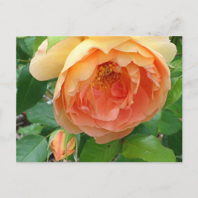 Carte Postale Élégant Rose orange (Devant)