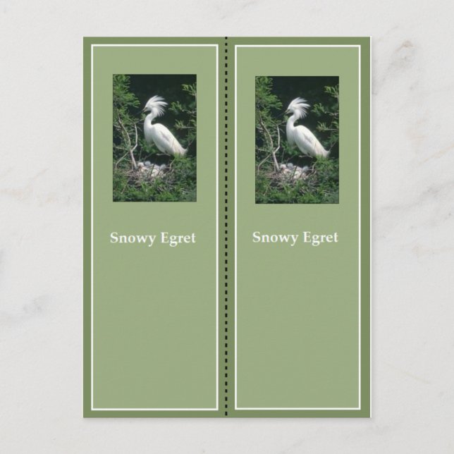 Carte Postale Élégant Signet d'aigrette neigeuse (Devant)