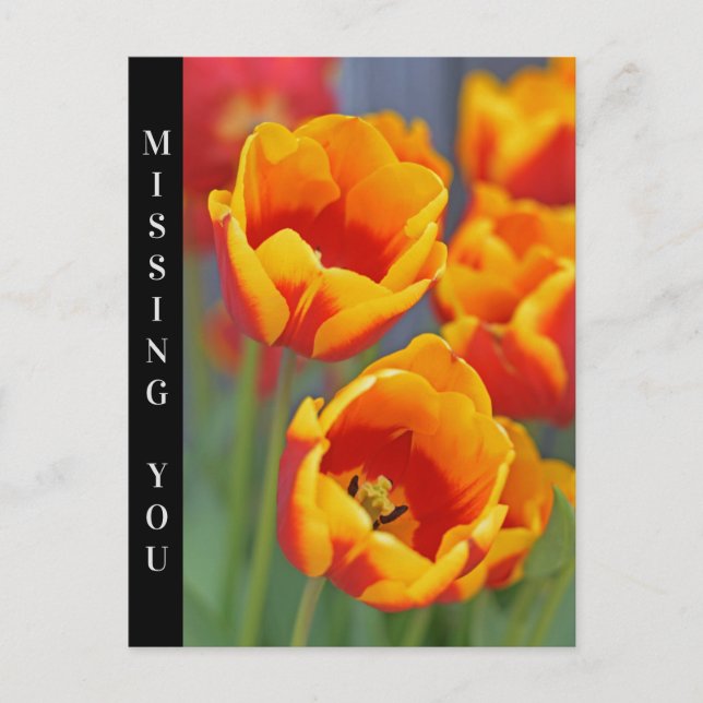 Carte Postale Élégant Tulipe jaune et rouge FLower Portrait (Devant)