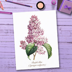 Carte Postale Élégant Vintage Botanique Fleur de Lilas Violet