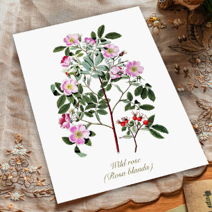 Carte Postale Élégant Vintage Botanique rose Rose sauvage