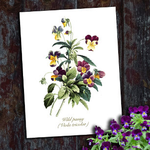 Carte Postale Elégant Vintage Fleurs Botaniques Pansy