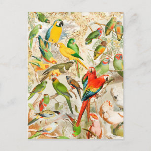 Carte Postale Élégant Vintage Oiseaux tropicaux Parrots