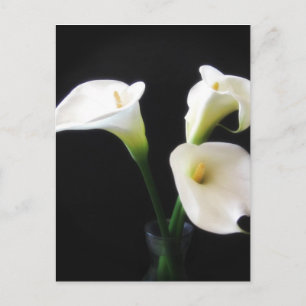 Carte Postale Elégante Calla Lily Fleurs 12