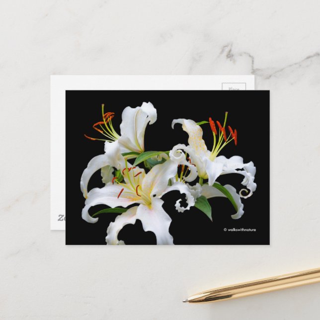 Carte Postale Elégante Casablanca White Oriental Lilies (Devant/Arrière en situation)