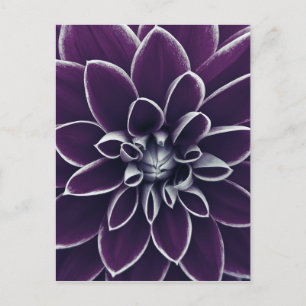 Carte Postale Élégante Fleur botanique violet