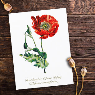 Carte Postale Élégante fleur de pavot Vintage à opium botanique