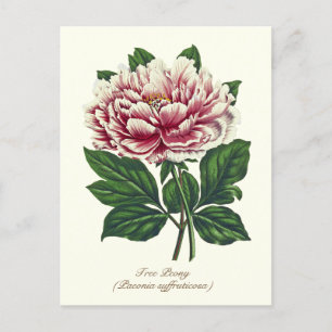 Carte Postale Élégante fleur de pivoine rose botanique vintage