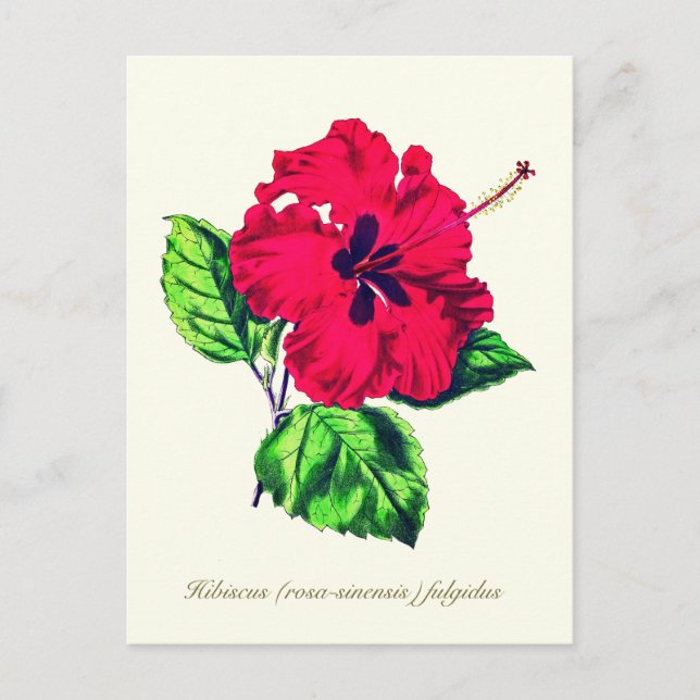 Carte Postale Élégante fleur Vintage d'Hibiscus (Devant)