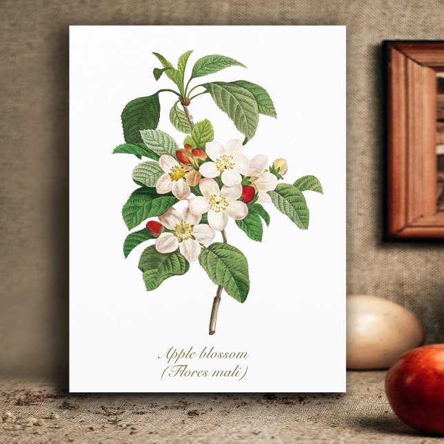 Carte Postale Élégante floraison Vintage de pomme botanique (Créateur téléchargé)