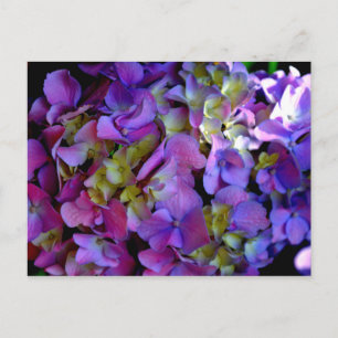 Carte Postale Elégante magenta rose violet foncé hydrangées flor
