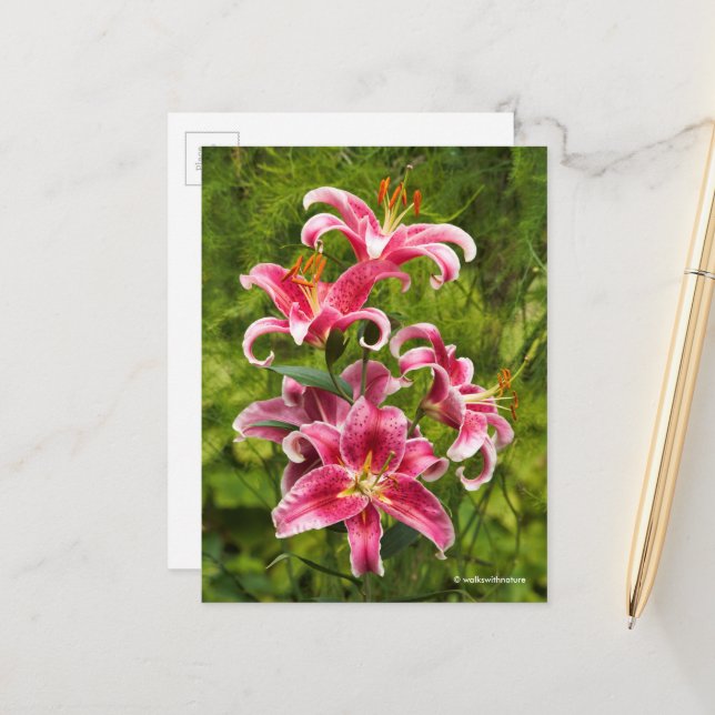 Carte Postale Elégante Médaille Florale de Stargazer Lys Orienta (Devant/Arrière en situation)