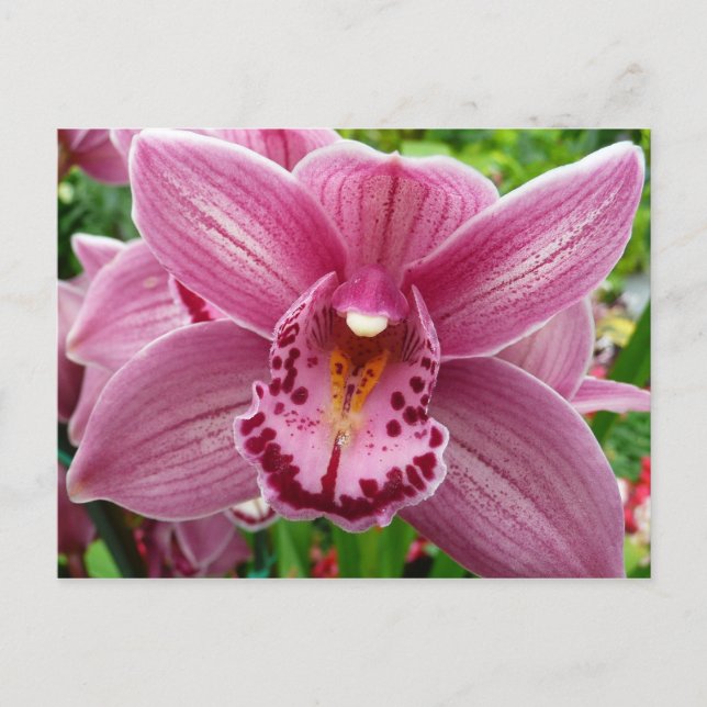 Carte Postale Élégante Orchidée Pourpre Florale (Devant)