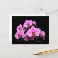 Élégante orchidées rose florale Phalaenopsis sur n