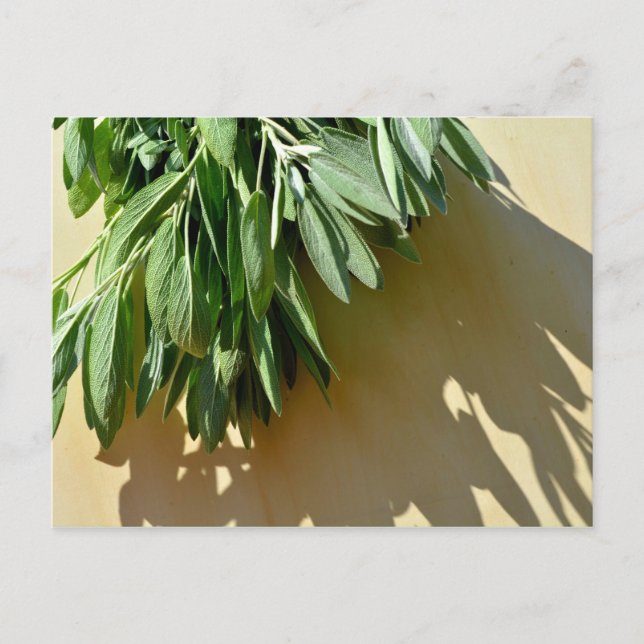 Carte Postale Élégante plante verte feuille herbes fraîches coup (Devant)