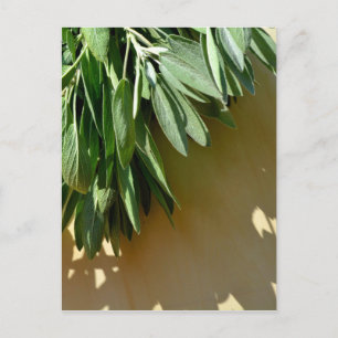 Carte Postale Élégante plante verte feuille herbes fraîches coup