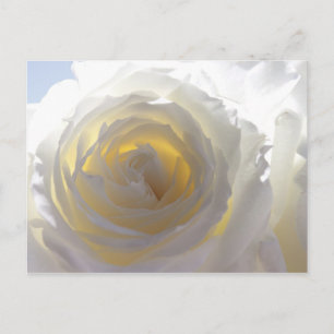Carte Postale Élégante Rose blanche