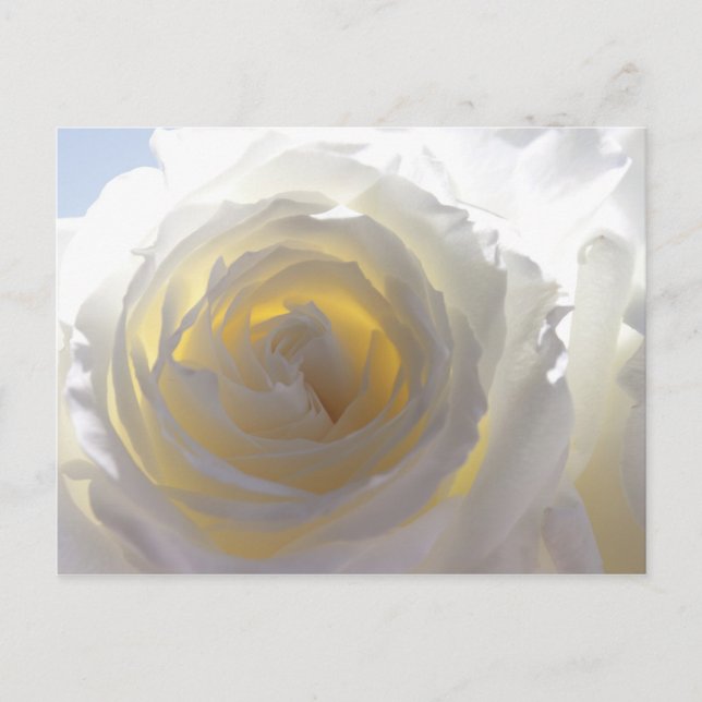Carte Postale Élégante Rose blanche (Devant)
