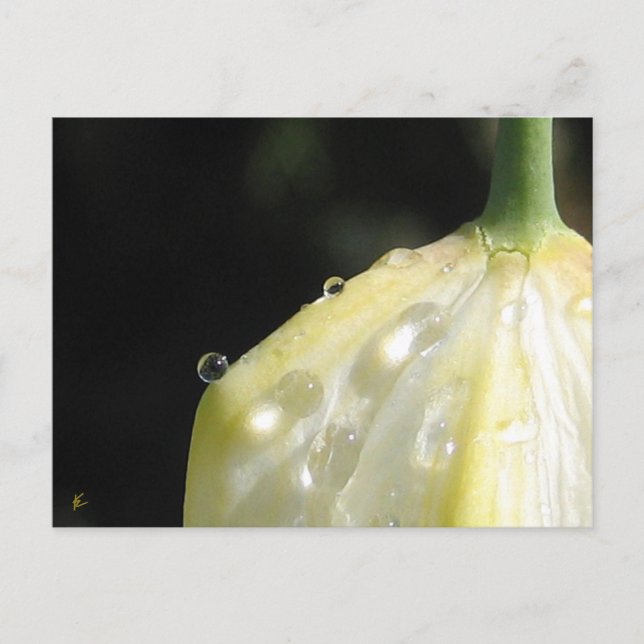 Carte Postale Élégante Tulipe d'ivoire avec mâchoire (Devant)