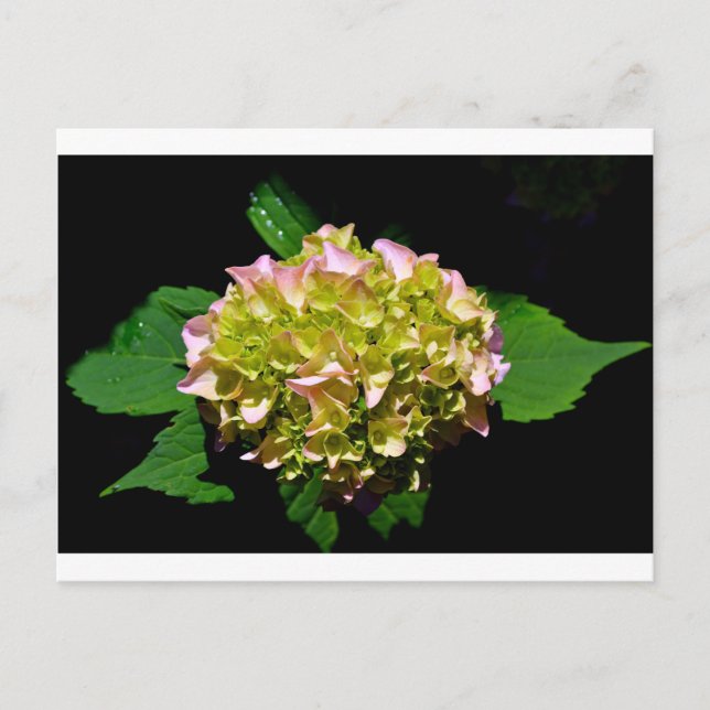 Carte Postale Elégantes hydrangées florales vertes et douces (Devant)