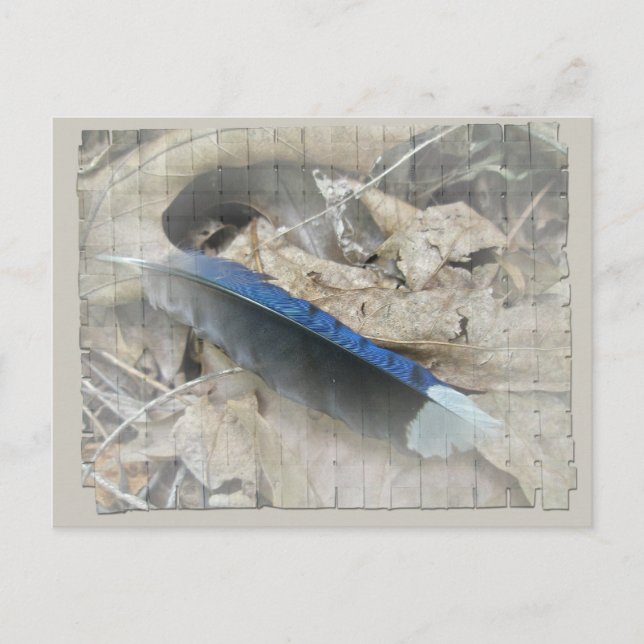Carte Postale Éléments de coordination de la plume de gris bleu (Devant)