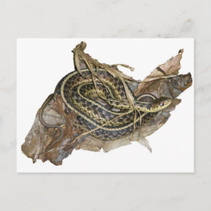 Carte Postale Eléments de coordination des serpents-garets de l'
