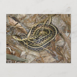 Carte Postale Eléments de coordination des serpents-garets de l'
