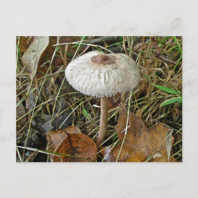Carte Postale Éléments de coordination du champignon de parasol  (Devant)
