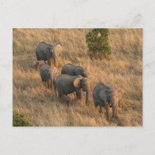 Carte Postale éléphant