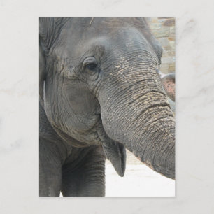 Carte Postale Eléphant
